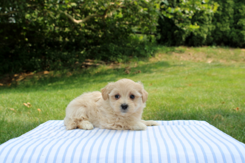 puppy, for, sale, Shi-Poo, Matthew B. Stoltzfus, dog, breeder, Gap, PA, dog-breeder, puppy-for-sale, forsale, nearby, find, puppyfind, locator, puppylocator, aca